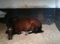 Horses are always relaxed
